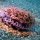 2-farbige Anemone